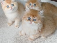 Golden british shorthair yavrular
