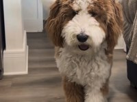 Tüy dökmez antialerjik labradoodle yavruları