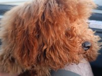 5 AYLIK TÜM AŞILARI TAM TOY POODLE