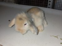 Hollanda Teddy Lop tavşan yavruları