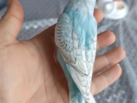 Yeni yeme düşmüş muhabbet kuşu yavrular