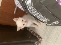Anne baba orjınal BRİTİSH SHORTHAİR