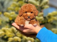 2.5 aylık yavru erkek poodle köpeğimiz