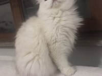 Silver point british longhair dişi