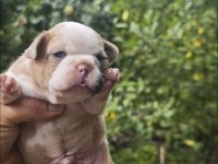 French Bulldog Dişi Erkek Yavrular