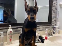 Reklama İhtiyacı Olmayan Doberman Yavrular (Estetikli)