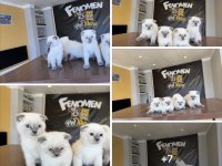 Top kafa Scottish fold yavrular Ankara magaza