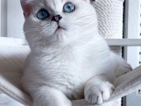 British shorthair dişi yavrumuz