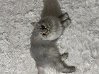 British longhair kızımıza yuva arıyoruz