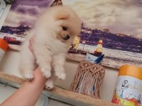 pomeranian boo kaçırma uygun