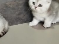British shorthair yavrularımız yeni yuvalarını arıyor