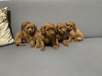 Poodle Miniklerim benim
