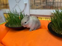 HOLLANDA LOP TAVŞAN