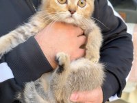 Scottish Fold Dişi Golden