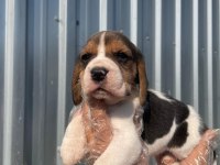 Irk Ve Sağlık Garantili Beagle Yavrular
