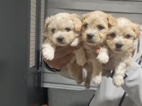 Maltipoo bebek köpekler