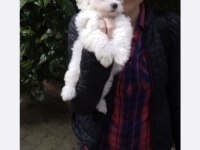 Maltese bebeklerimiz