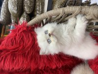 Güzel british shorthair yavrular yeni yuvalarını arıyor