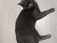 Şirin ve çok akıllı oyuncu