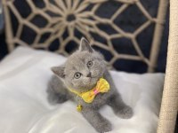 Güzel british shorthair bebekler