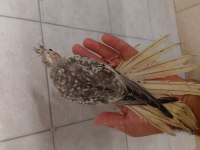 Ele alışkın dost canlısı yavru sultan papağanı