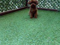 Değer bilenlere özel köpeğimiz