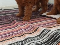 Toy poodle 2 aylık yavrumuz