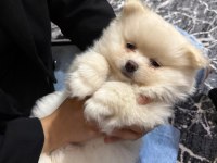 Ayı surat pomeranian boo