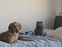 Çok acil sahiplenmek istiyorum golden retriever