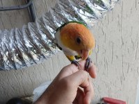 Alışkın erkek caique papağanımız
