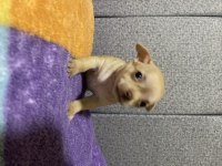 Chihuahua yavru köpeğimiz