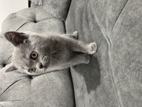 2 aylık safkan british blue renk erkek