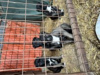 SHOW KALİTE SAFKAN KANGAL YAVRULAR