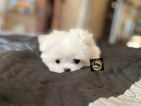 Maltese yavrularımız
