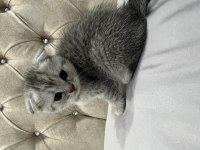 scottish fold kedimizi sahiplendirme adana