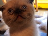 Minik scottish fold kızımızı sahiplendiriyoruz
