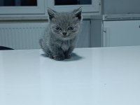 2 aylık 4 tane Yavru british shorthair