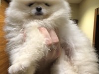 3 aylık erkek muhteşem kalitede pomeranian boo