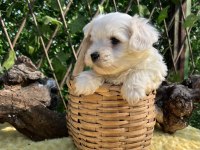 Kar Beyaz Irk Garantili Maltese Terrier Yavrular