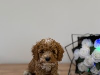 Premium Güzellik Toy Poodle