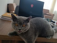12 aylık British shorthair