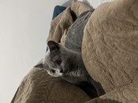 3-4 aylık british shorthair evcil