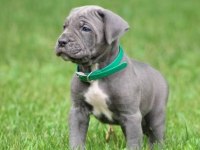 Safkan cane corso yavrular