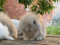 Hollanda Lop Ve Teddy Lop Tavşan Yavrularımız