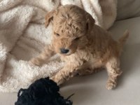 Apricot Toy Poodle