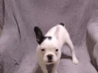 4 Aylık aşılı French Bulldog yavrumuz