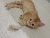 Kediye acil yuva arıyoruz