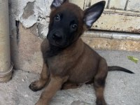 Erkek ve Disi Belçika Kurdu