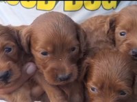 Tüm Renk Maltipoo Köpekler Mevcut