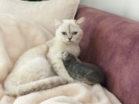 1 yaşında annelik tecrübesi var gümüş poind kedim
